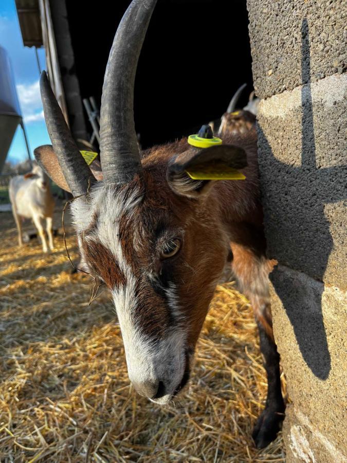 Gite "Le Couchant" Gras Eksteriør bilde